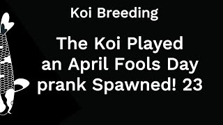 The Koi Played an April Fools Day prank on me by spawning Koi Breeding [upl. by Aveer896]