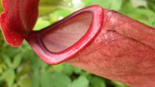 NEPENTHES CARE CONDITIONS  Carnivorous Plant Feeding [upl. by Fachini]