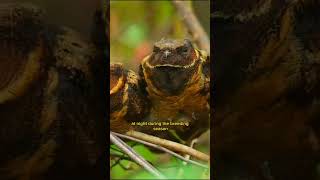 GREAT EARED NIGHTJAR FLUFFY BABY DRAGON short animals nature wildlife [upl. by Bedelia579]