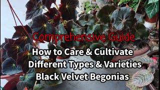 10 Different Black Velvet Begonias How to Care amp Grow Different Types of Cultivars amp Varieties [upl. by Ahsikahs]