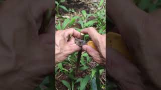 Grafting Soursop tree soursop gardening farming [upl. by Earej]