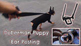 Doberman Pinscher 3 Months Update  Best Doberman Ear Posting Method [upl. by Asus958]