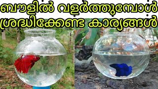 how to care fighterbettafish malayalam ബൗളിൽ വളർത്തുമ്പോൾ ശ്രദ്ധിക്കേണ്ട കാര്യങ്ങൾ [upl. by Dorman]