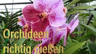 Orchideen richtig gießen – Anleitung  Orchideengewächse Pflege Tipps  Orchidee wässern  Pflege [upl. by Haakon]