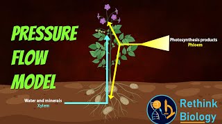 Pressure Flow Model Animation [upl. by Henriette]