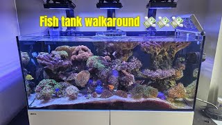 Quick tour of my marine fish tank in whiter lighting [upl. by Enoid]