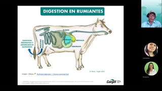 Digestión y metabolismo de nutrientes en rumiantes [upl. by Roos]