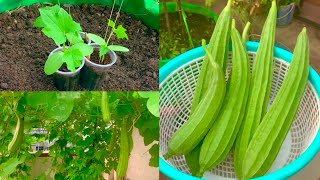 Planting bluebonnet seedsAndrea DeLongAmayaCentral Texas Gardener [upl. by Yetta]