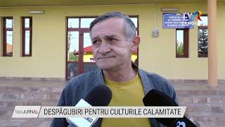 DESPĂGUBIRI PENTRU CULTURILE CALAMITATE [upl. by Hgierb]