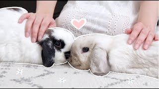 Relaxing weekend vlog with two bunnies 🐰🏠 [upl. by Domel]