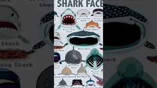 Types of shark faces ft GREAT WHITE SHARK 🦈 [upl. by Noved]