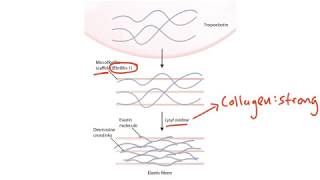 USMLE Step 1 Connective Tissue [upl. by Cleres]