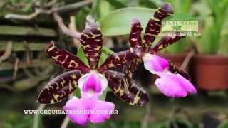 Cattleya aclandiae  Orquidário Imirim [upl. by Anilac]