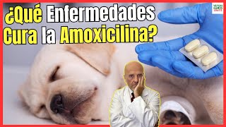 🔴¿QUE ENFERMEDADES CURA LA AMOXICILINA EN PERROS ¿CÓMO SE DA Y ¿PARA QUÉ SIRVE 🔴 [upl. by Hales]