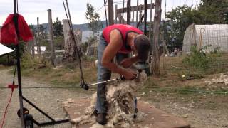 Shearing an Angora Goat [upl. by Ahsurej904]