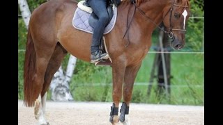 wwwsporthorsesonlinecom 2009 Selle Francais Hunter  Jumper gelding sold [upl. by Haney]