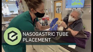 Nasogastric Tube Placement [upl. by Refinnej674]