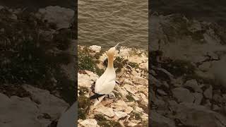 Gannet joining the others flying [upl. by Harri414]