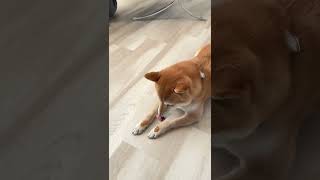 Shiba Inu resistance to food temptation training dogtraining [upl. by Sitnik]