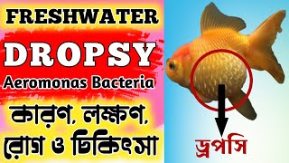 Dropsy Disease amp Treatment Explain in Bengali  Expert Aquarist [upl. by Akived]