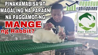 PINAKAMABISA AT MAGALING NA PARAAN NA PAGGAMOT NG MANGE NG RABBIT  Negosyo Philippines [upl. by Neuburger]