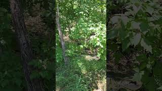 Finding the stream A short stroll in the forest on the high road to Taos New Mexico USA ASMR [upl. by Pauline]