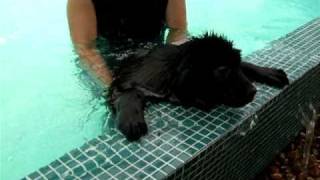 Newfoundland Puppy Swimming [upl. by Zerlina]