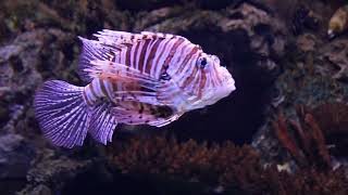 Marine Fish Compilation A Visual Dive into the Oceans Beauty [upl. by Gies]