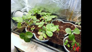 How To Grow Hydroponic Strawberries [upl. by Shaer]