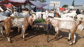 SUNDAY UPDATE  2 BAKRO KI DEAL CANCEL  Eid KA Mal AANA SHURU  Badiayna BAKRA Mandi [upl. by Telocin]