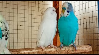 3 Hr Budgies Chirping Talking Singing Parakeets Sounds Reduce Stress  Relax to Nature Bird Sounds [upl. by Euqinehs]