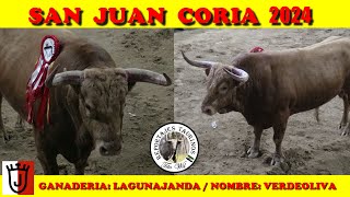 VERDEOLIVA GANADERIA LAGUNAJANDA SAN JUAN CORIA 2024 coria toros bull fiesta sanjuan viral [upl. by Srevart]