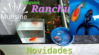 Peixes novos kinguios ranchu [upl. by Schroer]