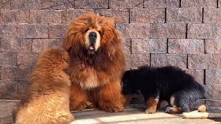 100 Chinese Tibetan Mastiff Puppies [upl. by Intyre]