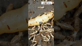 Uncover the secrets of termites Termites 🪲 AnimalFacts Insects Wildlife Subscribe Like Share [upl. by Quincey907]