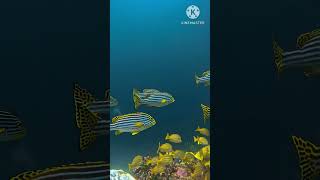 Maldives🌍🏞 Underwater Paradise Relaxing Nature Scene in 4Kquot [upl. by Buschi]