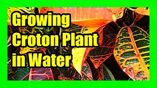 Croton Propagation In Water How to Grow Croton Plant In Water [upl. by Aramois571]