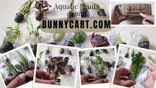 Low Tech Aquatic Plants from Bunnycartcom  Full Detail Review  Non Sponsored  GC Pet vlogs [upl. by Nob]