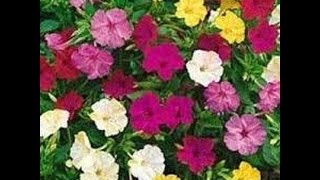 358  How to grow n care 4 Oclock Mirabilis Jalapa Beauty of the night Gul Abbas Gulbassi Hind [upl. by Helbona]