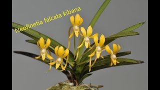 Neofinetia Falcata Kibana  Феникс Посылочка от Ольги с вк [upl. by Magnum315]