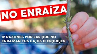 ENRAIZA RÁPIDO 12 Razones por las que NO ENRAIZAN tus ESQUEJES o GAJOS [upl. by Rollecnahc]