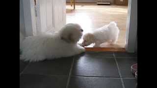 Coton de Tulear is playing with 9 weeks cute puppy [upl. by Ramalahs]