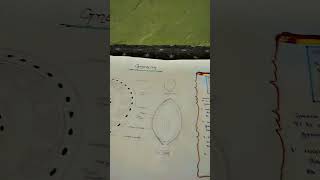 Botany 1st year Gnetum diagram [upl. by Dopp]