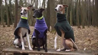 133 Agility training with whippets [upl. by Grayson]