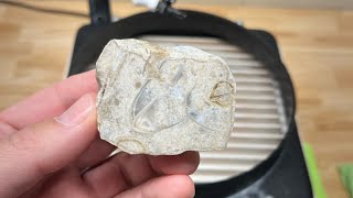 Freeform Fridays  Beautiful Brachiopods [upl. by Uyekawa716]