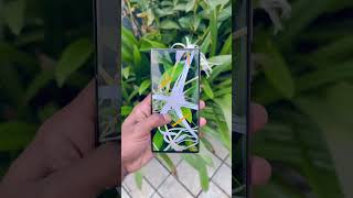 Samsungs22ultra12256GBSmall📱🎮viralvideo samsung sort animeedit anime [upl. by Threlkeld]