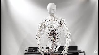 Torso by Clone  Bimanual Android with Artificial Muscles [upl. by Jenks]