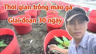 ngày gieo mào gà búa và phụng vỹ giai đoạn sau 30 ngày huỳnh thủy tinh vlog [upl. by Khosrow]