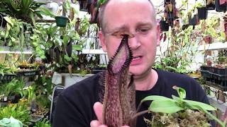 NEPENTHES CARE HOW TO GROW NEPENTHES HAMATA  CARNIVOROUS PITCHER PLANT CARE TIPS [upl. by Holcman812]