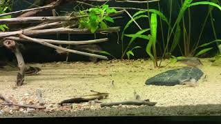 Corydoras fowleri Corydoras parallelus CW127 in 325L [upl. by Wivinia]